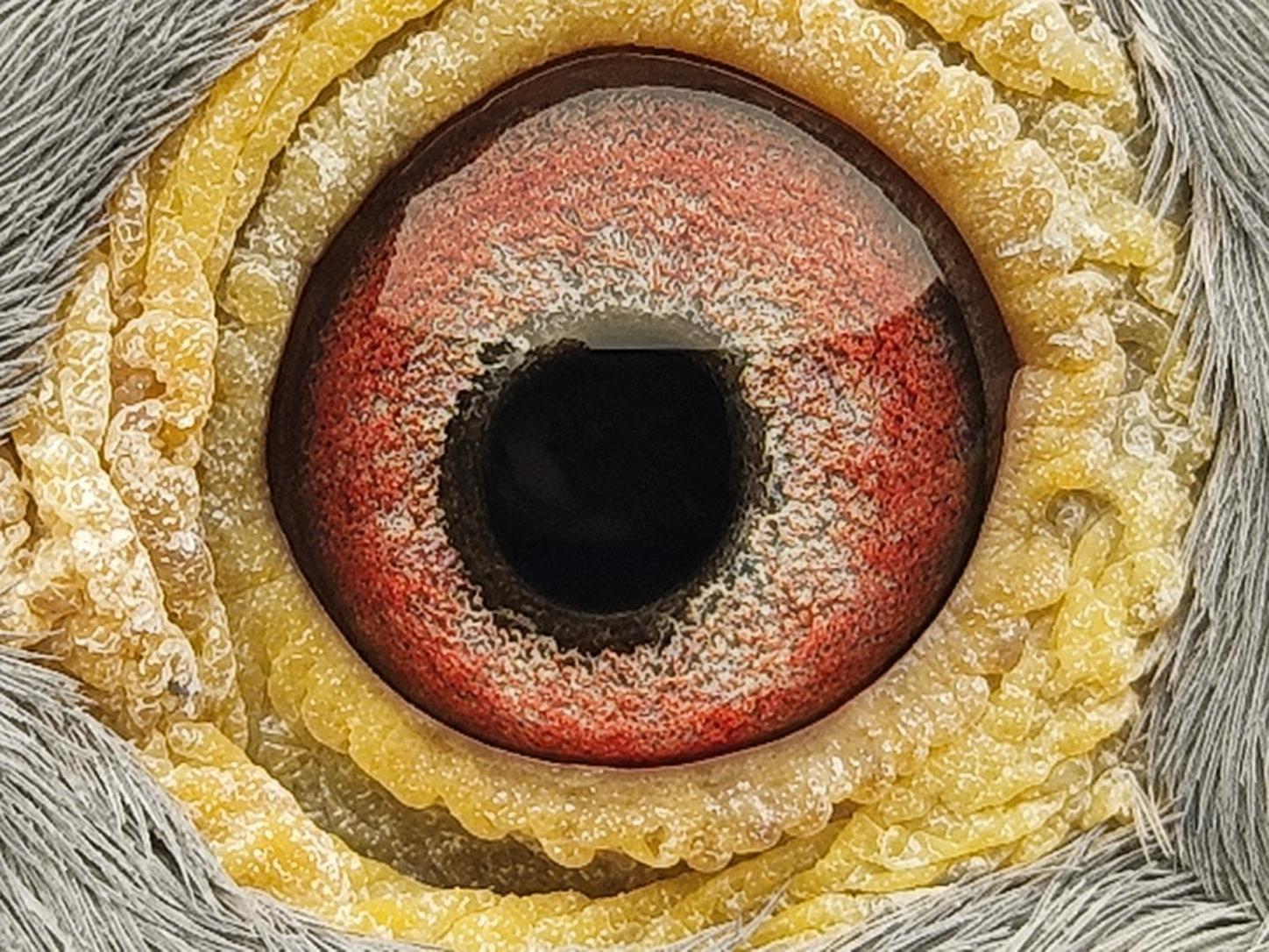 Pigeon eye